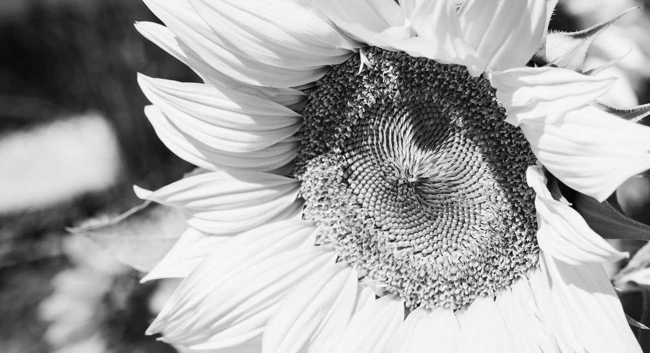 Picture of a sunflower black and white with channel calculation